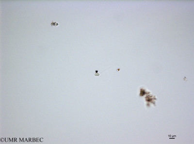 phyto/French_Polynesia/Tahiti_Papeete/PHYTOCONT June 2015/Chaetoceros tenuissimus (ancien Chaetoceros sp3 -Chaetoceros2150731_001_ovl).TIF(copy)_thumb.jpg